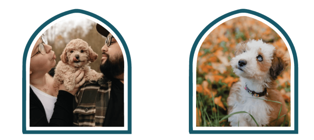 How Habibi Bear Puppies Support Mental Wellness: Practical Guide to Puppy-Assisted Therapy