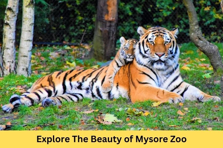 Mysore Zoo: A Journey into Nature&rsquo;s Wonderland