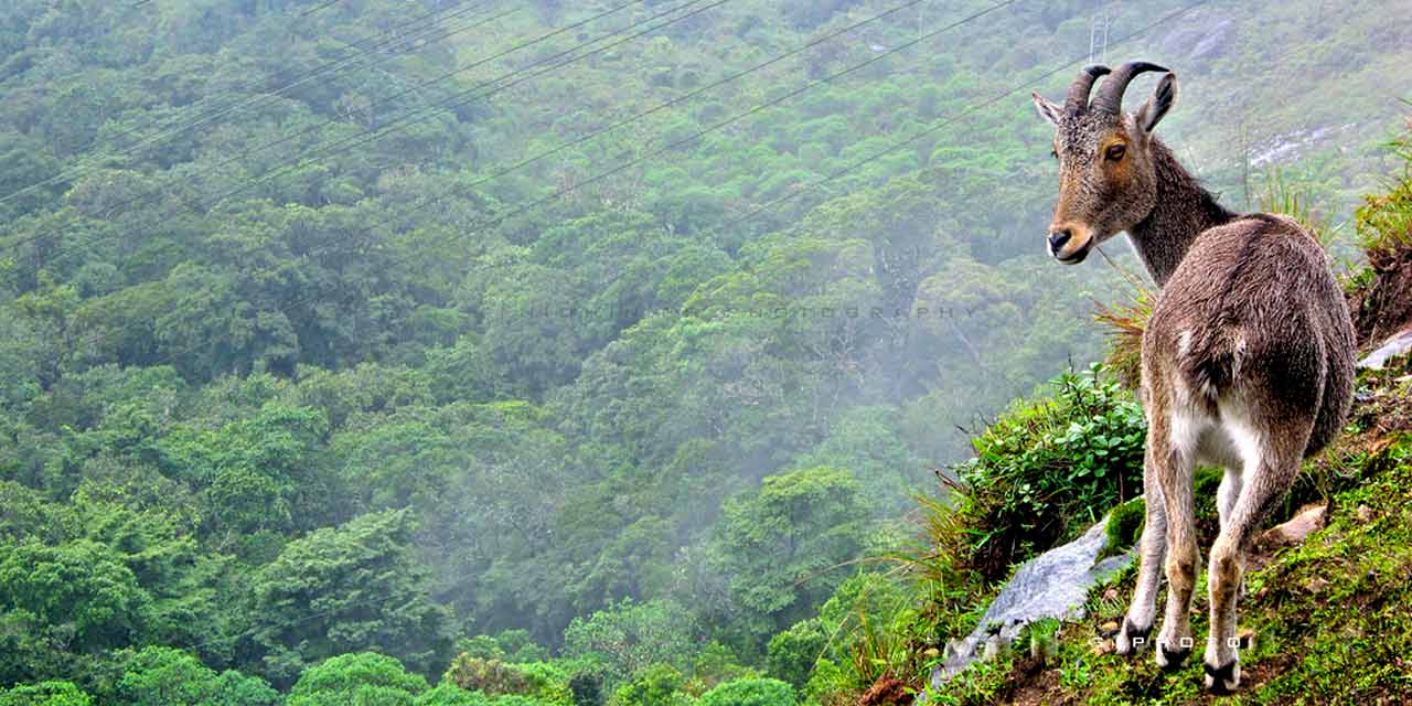 Eravikulam National Park: A Hidden Gem of Munnar, Kerala