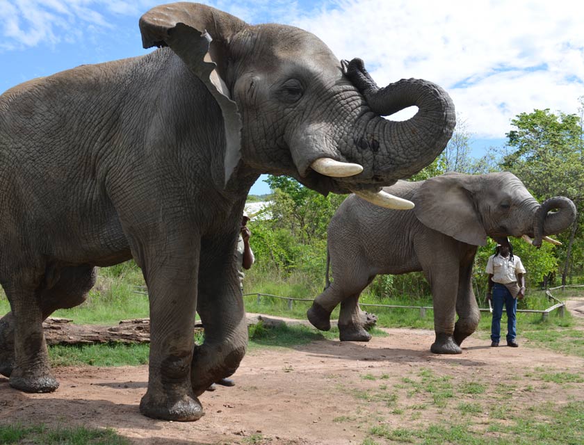 Discover the Best Elephant Sanctuaries in Thailand