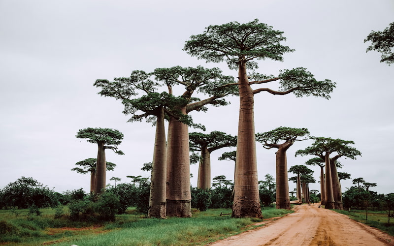 Madagascar Visa Requirements & Application Process for Travelers