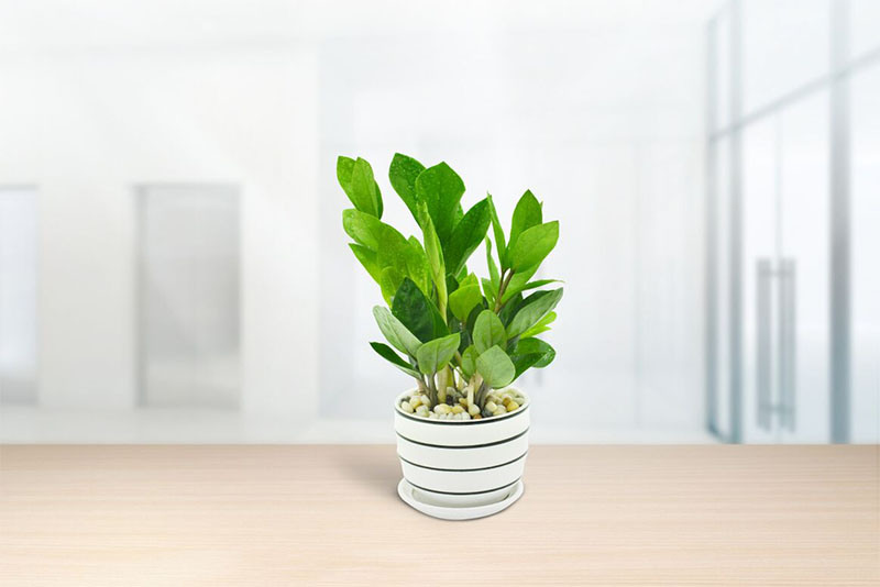 Hoa C&acirc;y Kim Ng&acirc;n - Biểu Tượng Của Sự Thịnh Vượng v&agrave; May Mắn