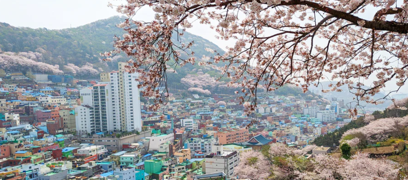 Bubi Connects: The Social Engine Behind Busan&rsquo;s Best Finds
