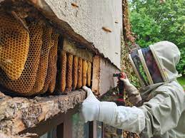 Pest Control Queens NY: How to Remove a Hornet&rsquo;s Nest Without Spray or Harsh Chemicals