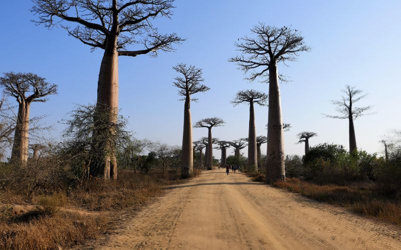 Best Beaches in Madagascar for Relaxation and Adventure
