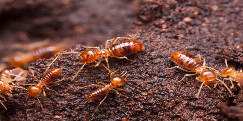 Termite Treatment Queens: Ignoring Early Signs Leads to Regret