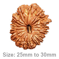 18 Mukhi Rudraksha &ndash; The Divine Bead of Earthly Wealth and Stability