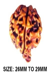 Ganesh Rudraksha &ndash; The Blessing of Lord Ganesha for Success and Wisdom