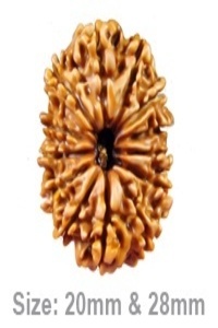 13 Mukhi Rudraksha &ndash; The Divine Bead for Attraction, Charisma & Fulfillment