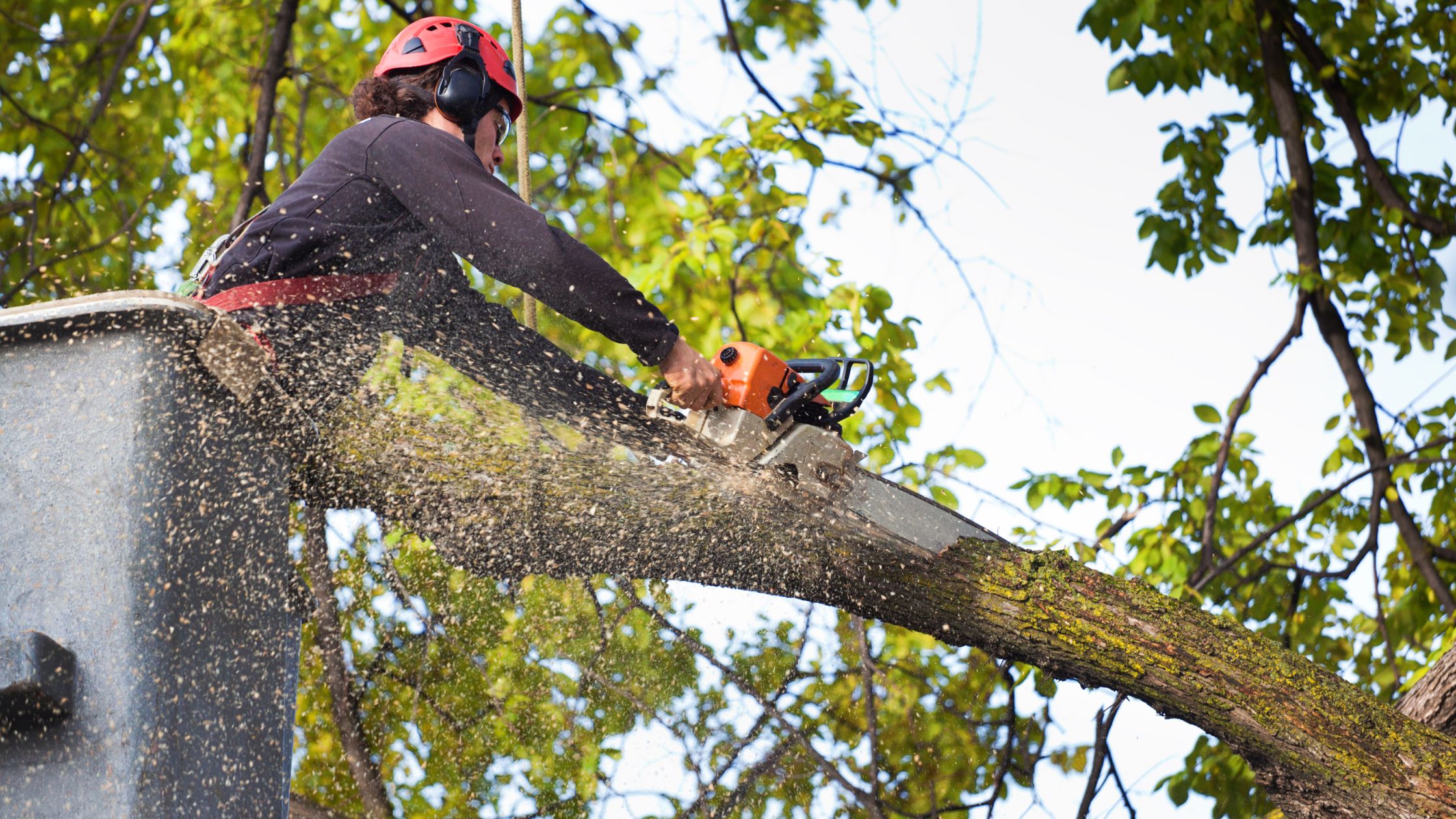 Tree Removal Auckland: Safe, Legal, and Environmentally Responsible Guide