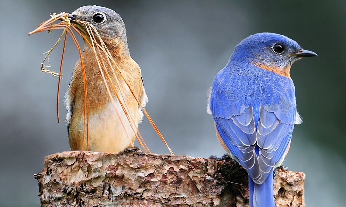 Bird Symbolism Meaning: Brave, Free, and What Each Bird Represents
