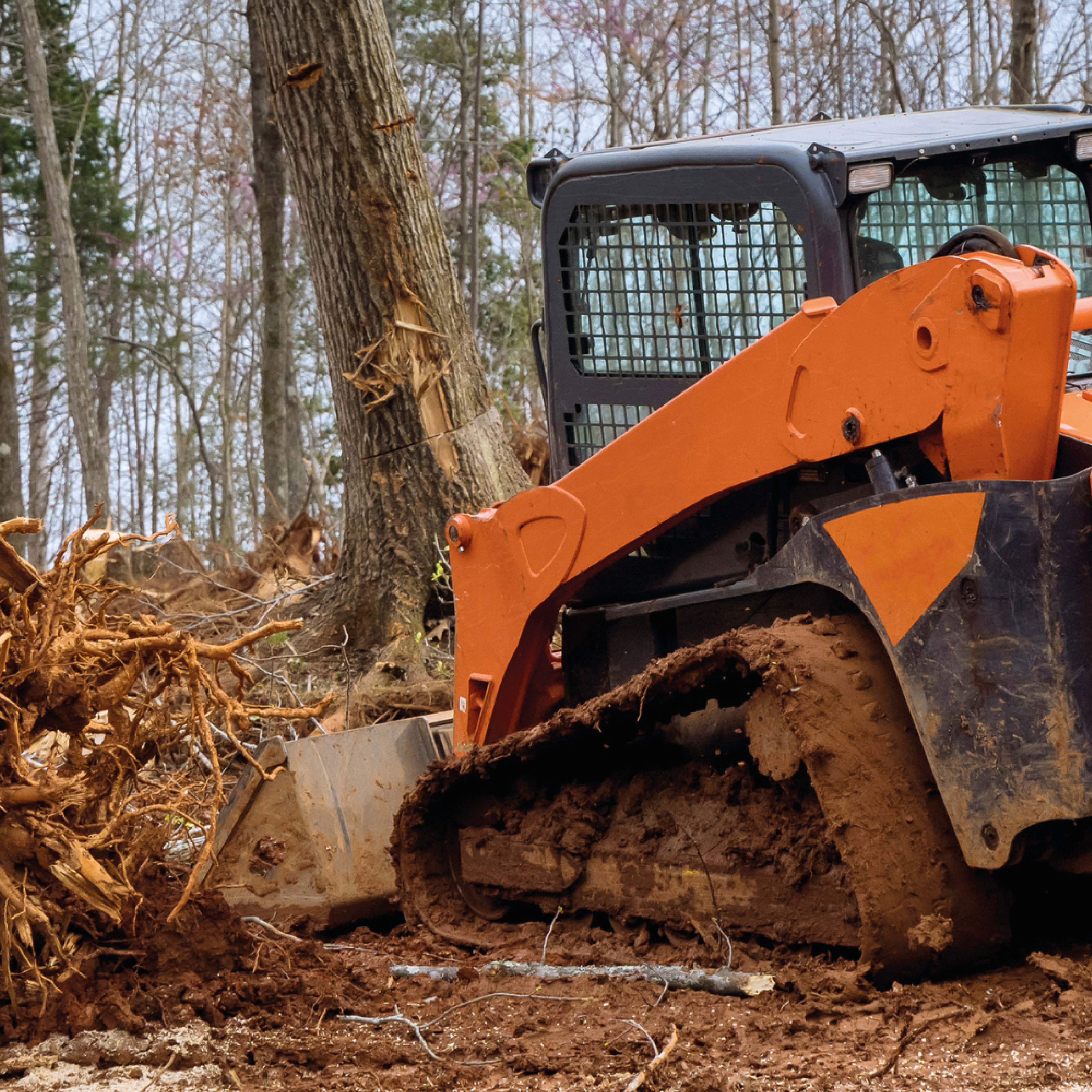 Tree Removal in Mississippi: Costs, Permits, and Best Practices