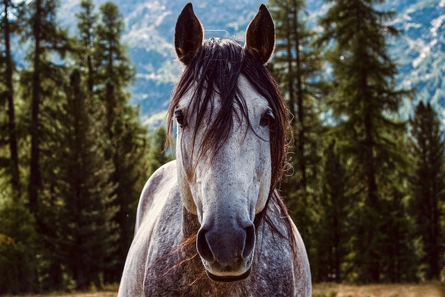 Practical Horse Health and Nutrition Guide for India: Feeding, Care, and Common Issues