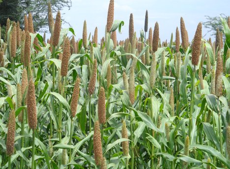 Bajra Farming in India: From Sowing to Harvesting 