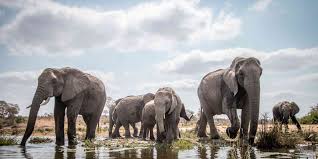 South Africa Kruger National Park Tours: Everything You Need to Know
