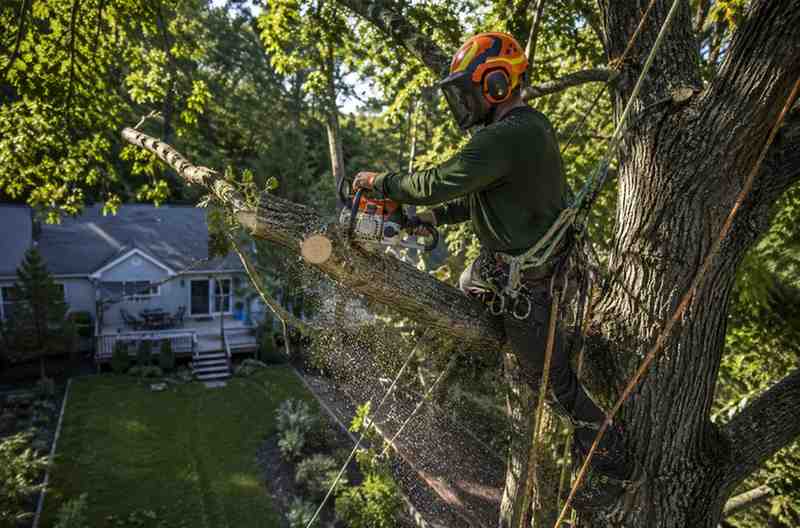 The Importance of Tree Trimming for Strong, Healthy, and Long-Lasting Tree Growth