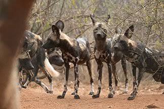 Mkomazi National Park: Tanzania’s Hidden Safari Gem for Wildlife, Adventure, and Honeymoon Travelers