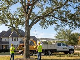 Professional Tree Removal and Tree Service in Buffalo NY