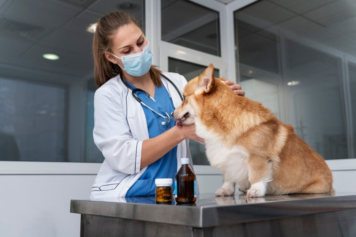 A Pet Owner's Guide to Quality Veterinary Care in Water Valley, MS