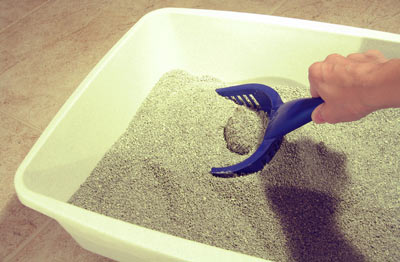 Cat Litter Market Forecast: Future Growth Prospects, Innovation Trends, and Global Industry Outlook