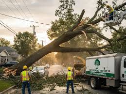 Strong Oak Tree Service | Professional Tree Removal & Tree Trimming Buffalo NY