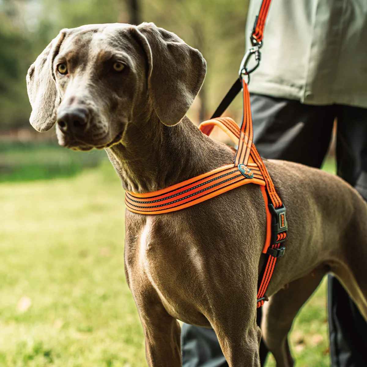 Best-Selling Dog Gear: Premium Essentials for Every Canine Companion