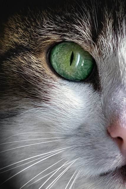 How to Use an AI Pet Name Generator: A Practical Guide for New Pet Owners