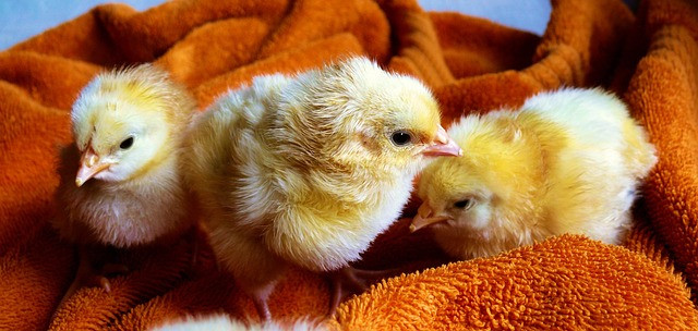 Practical Poultry Disease Management: A Guide for Chicken and Bird Health