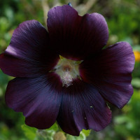 Black Petals